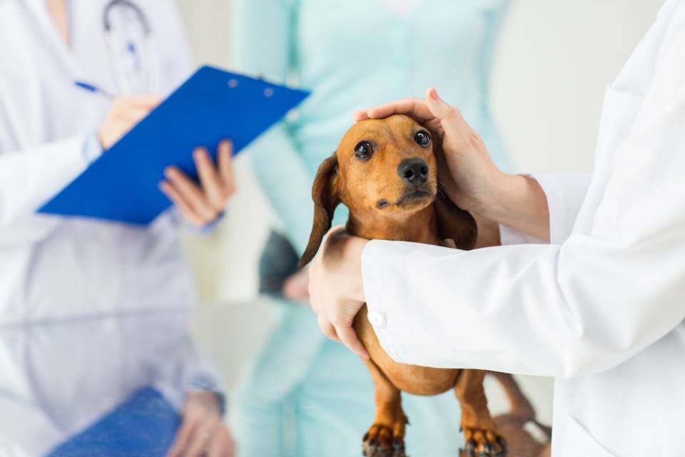Visita veterinaria cane nell'ambulatorio veterinario Brescia