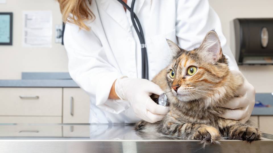 Visita veterinaria gatto presso Clinica Animal Center