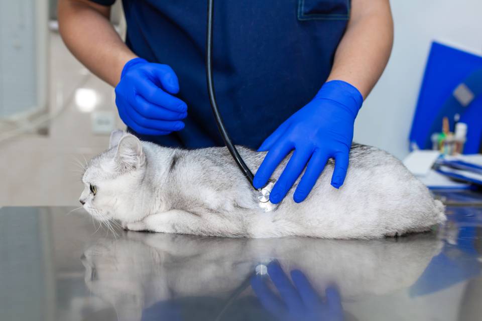 visita d'urgenza veterinaria a Brescia e provincia