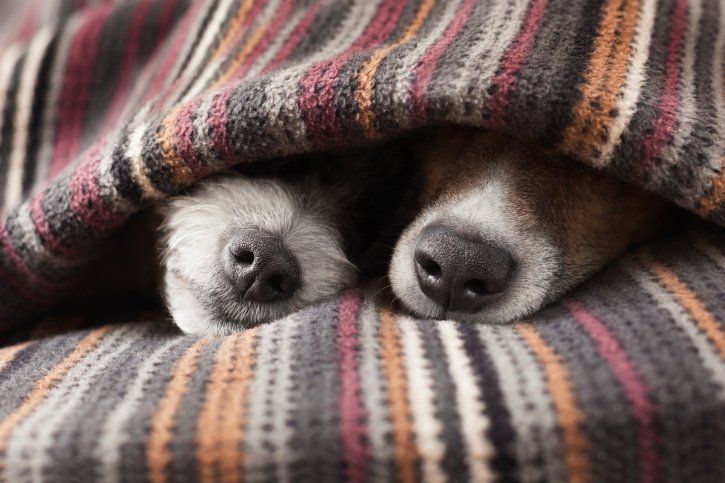 Dogs Lying Together - Pet Boarding in Macomb, IL