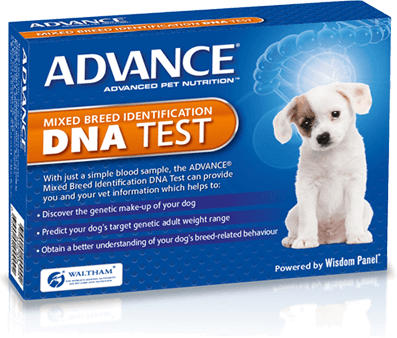 Mixed breed identification DNA test penrith dna breed test