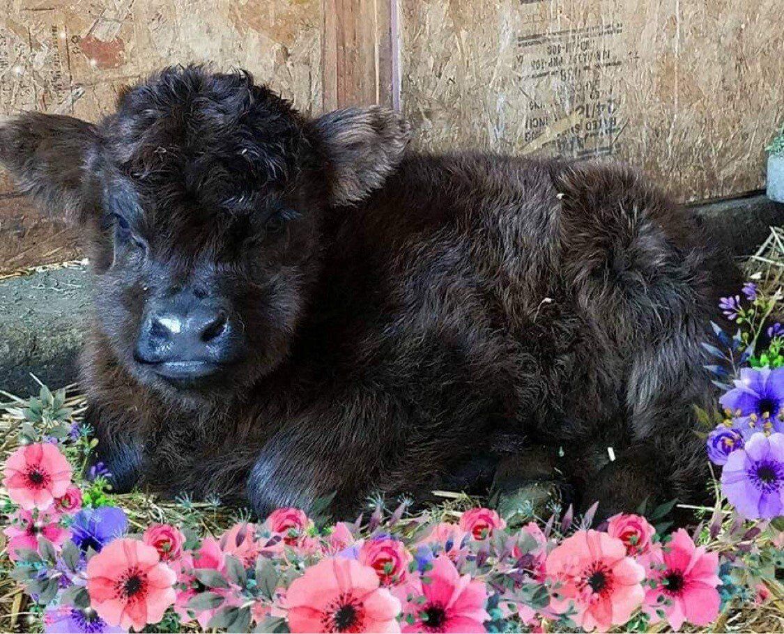 Mini Highland