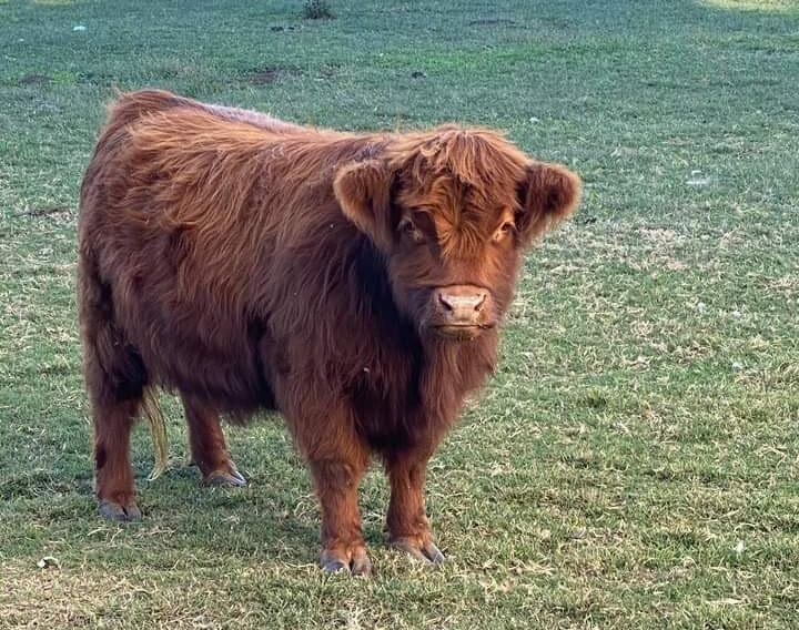 Mini Highland Buyer