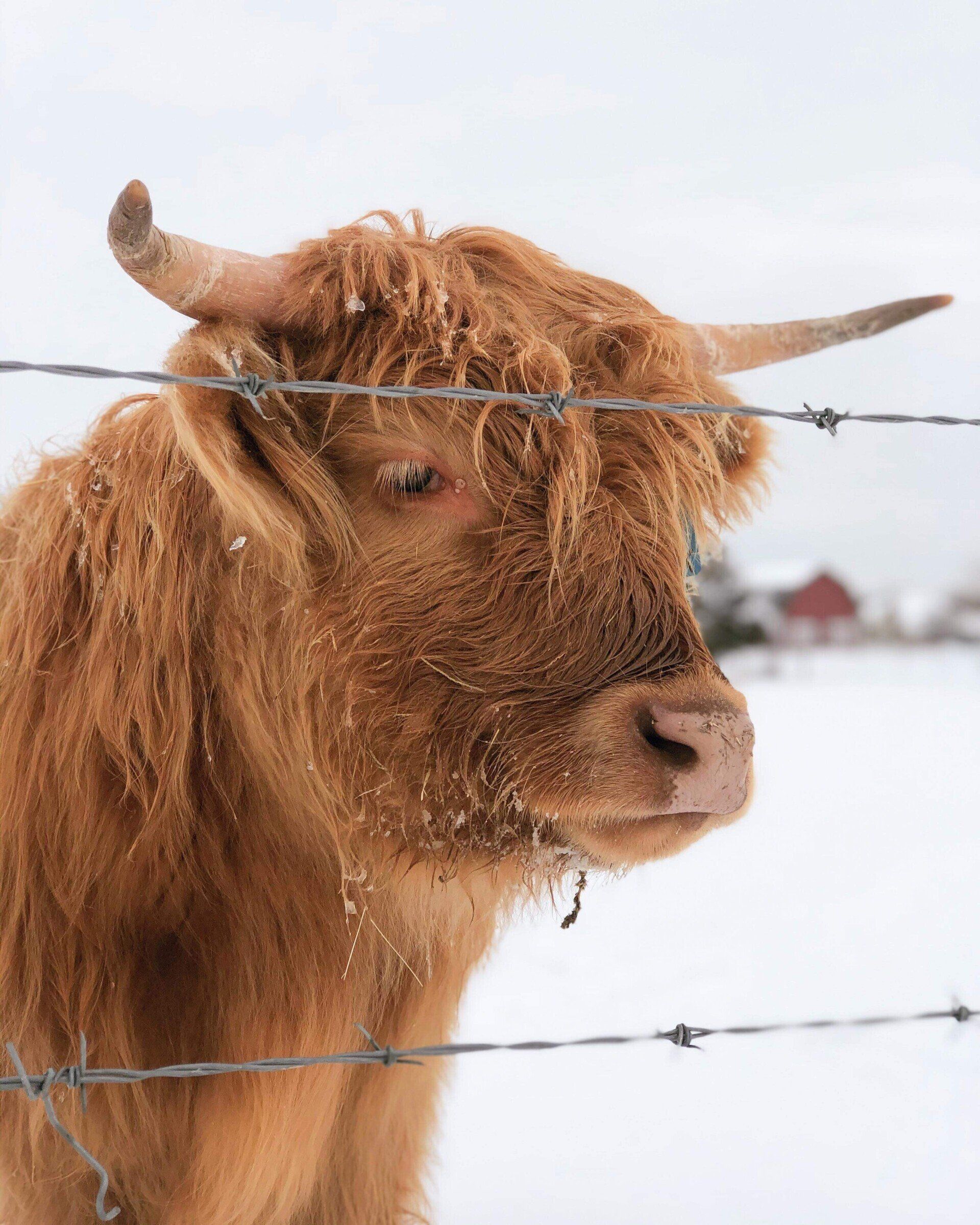 Mini Highland