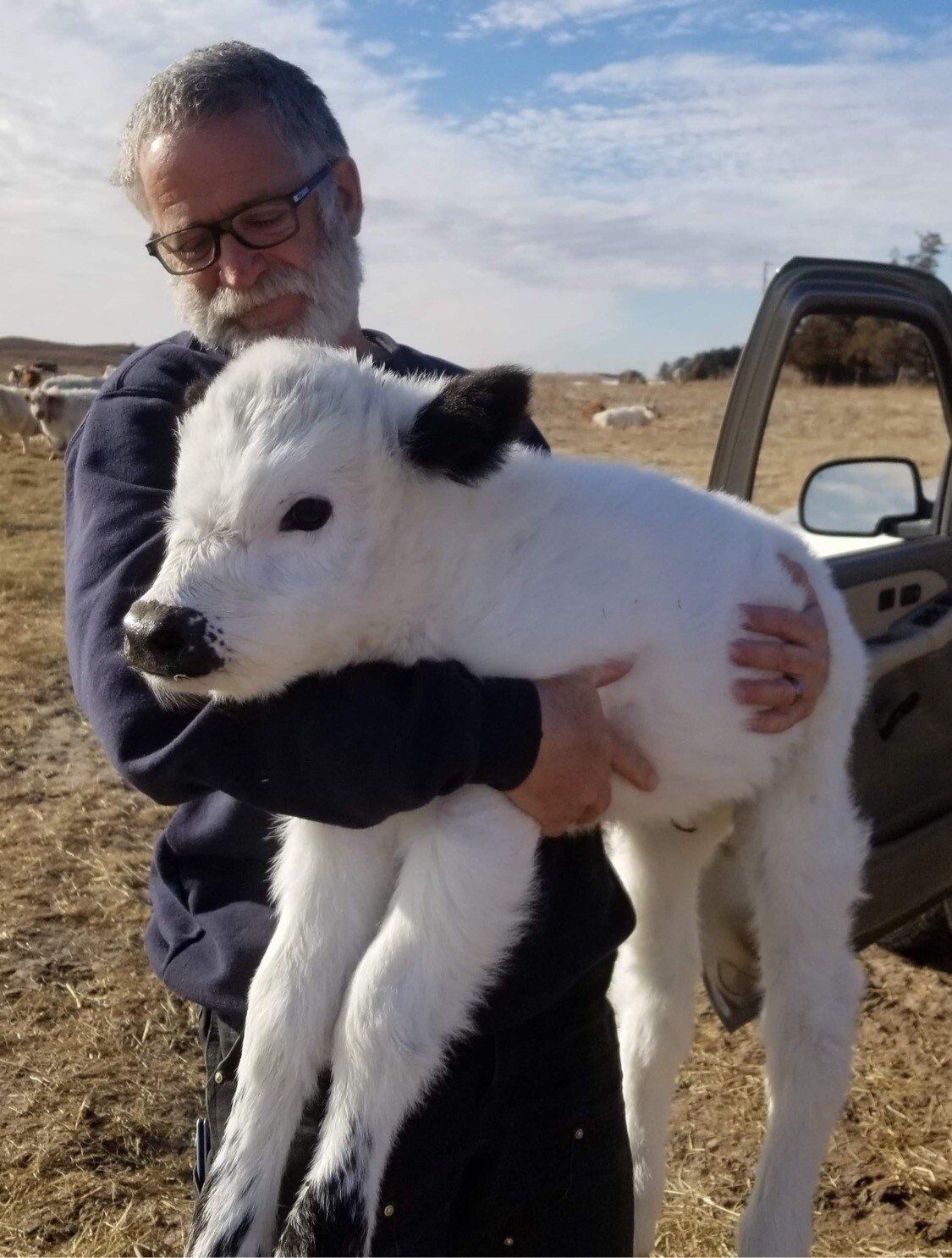 Mini Highland Buyer