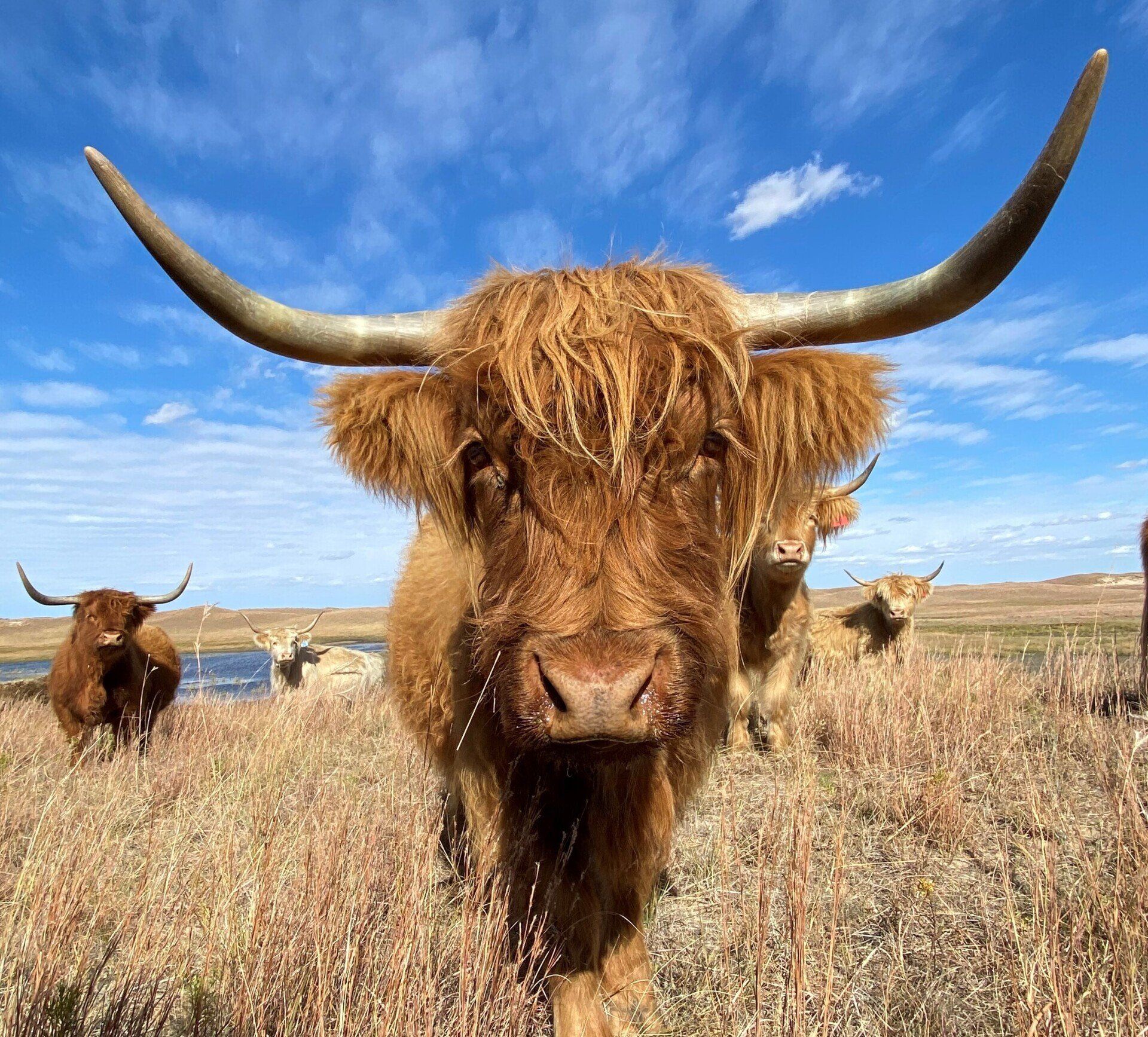 Mini Highland Cows