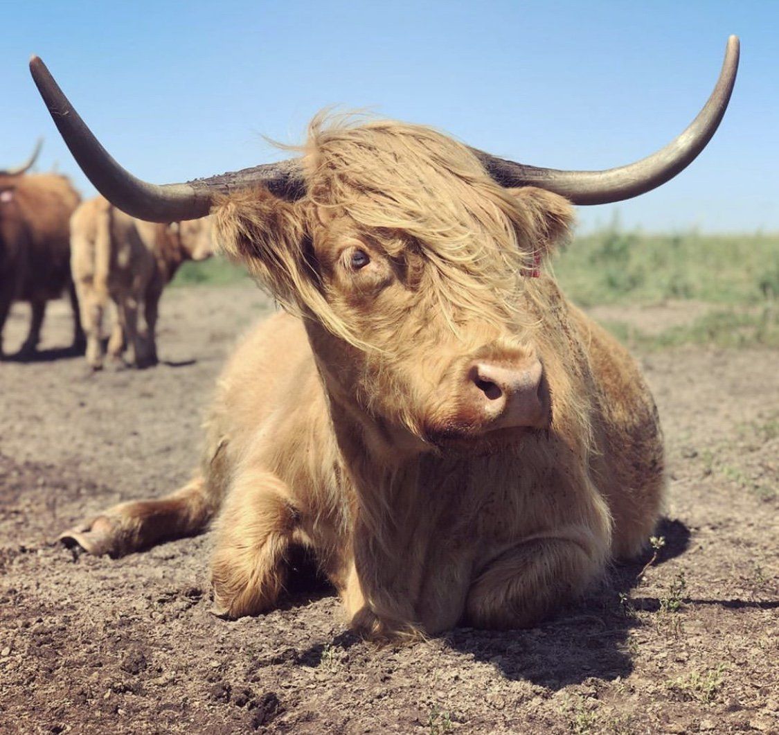 Highland cow with long horns, lying on dirt, looking toward the camera, with other cows in the background.