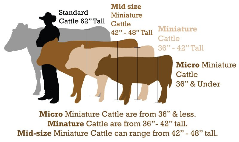 Comparison of cattle sizes: standard, mid-size miniature, miniature, and micro miniature, with height ranges indicated.