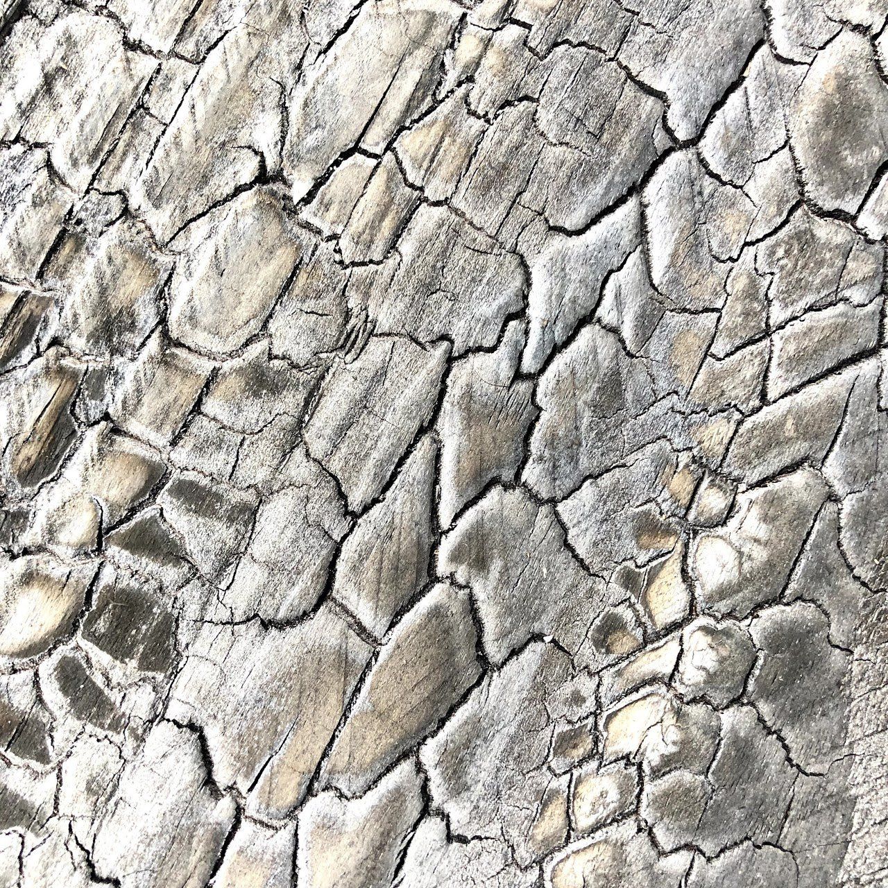 Shou Sugi Ban | Douglas | Medium | Pas modifié | Sans finition
