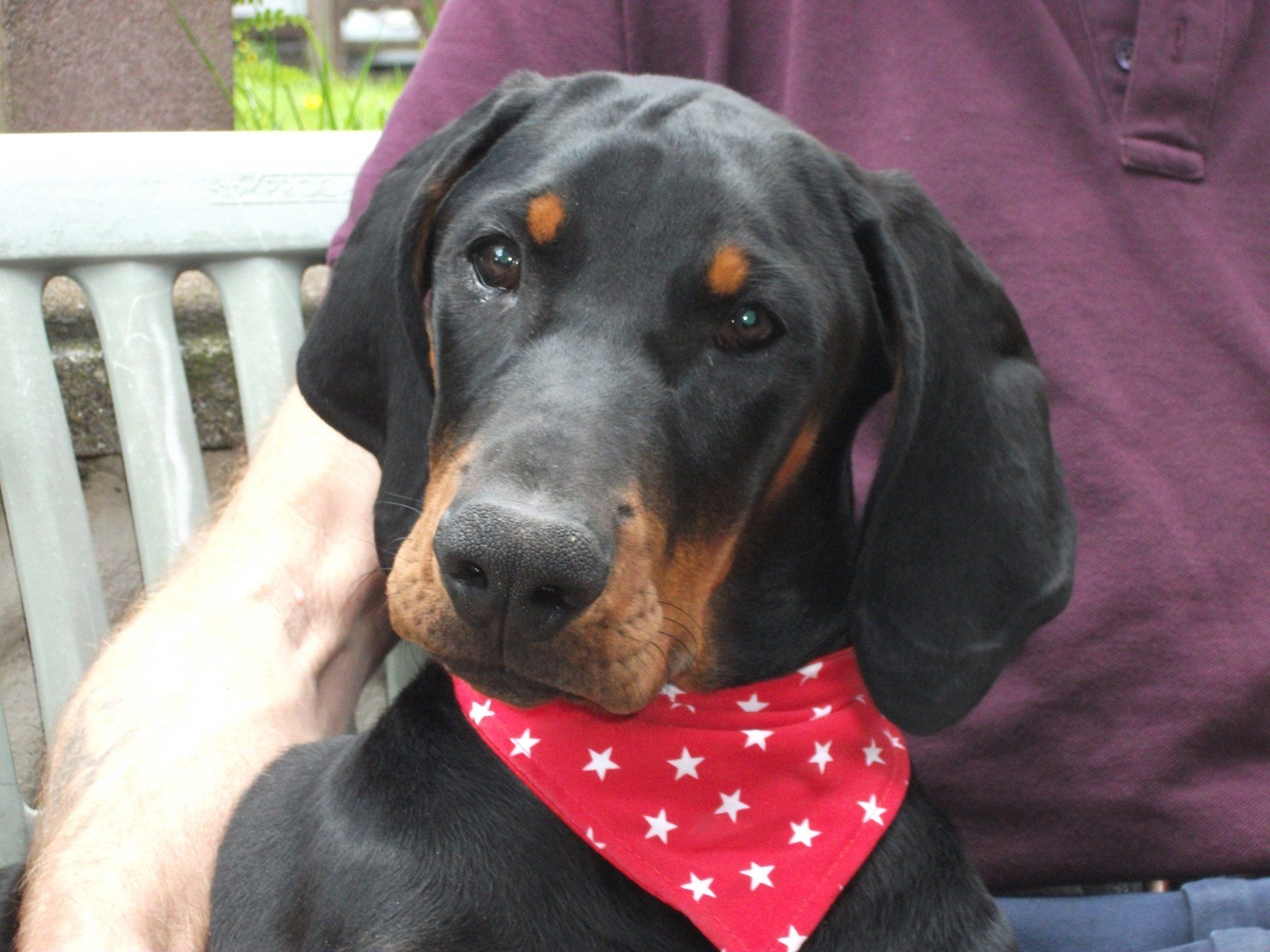 a dog with a polka dot bandana