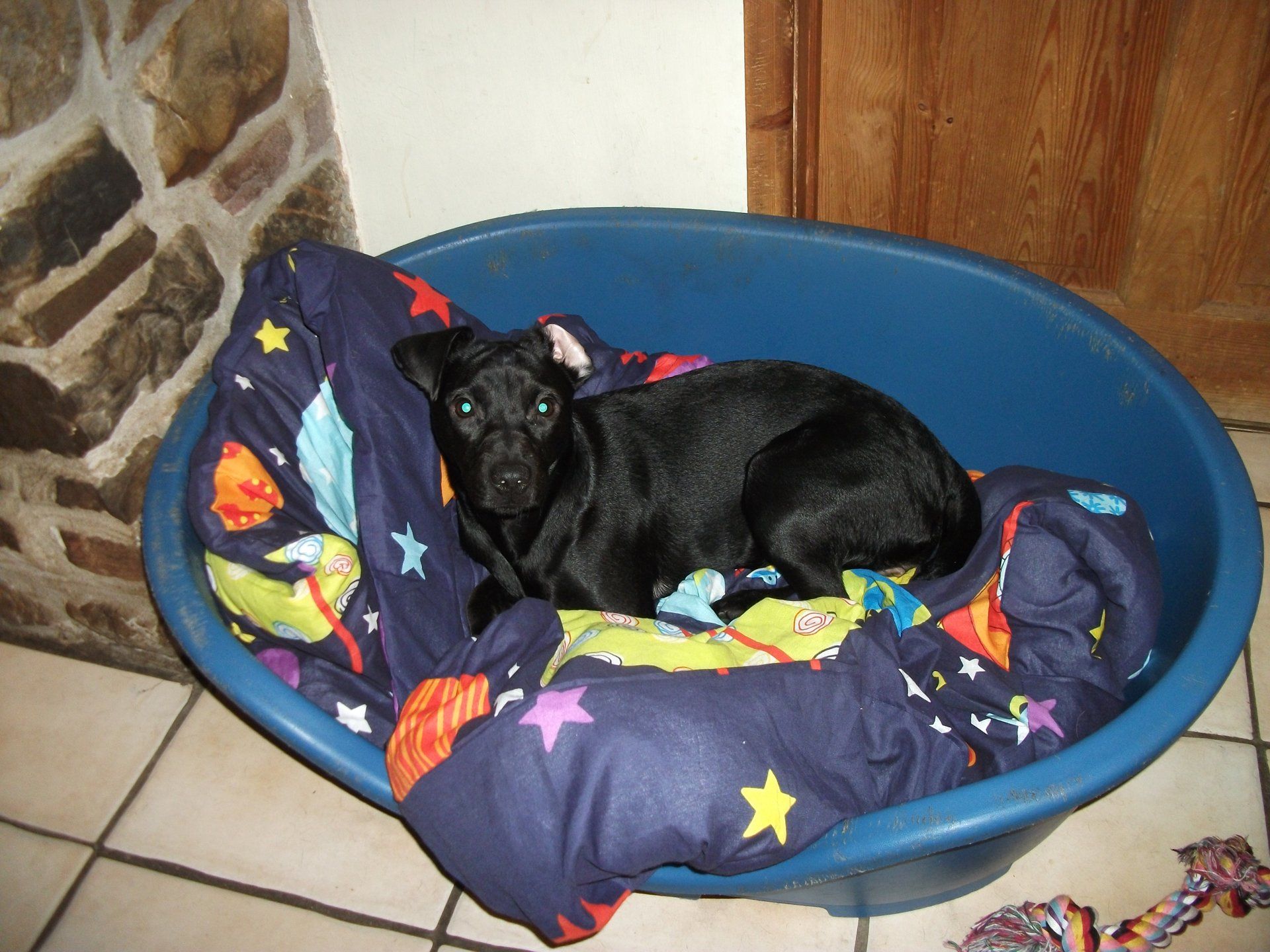 a dog laid in bed
