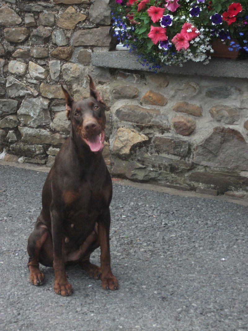 a front profile of a dog in front of a wall