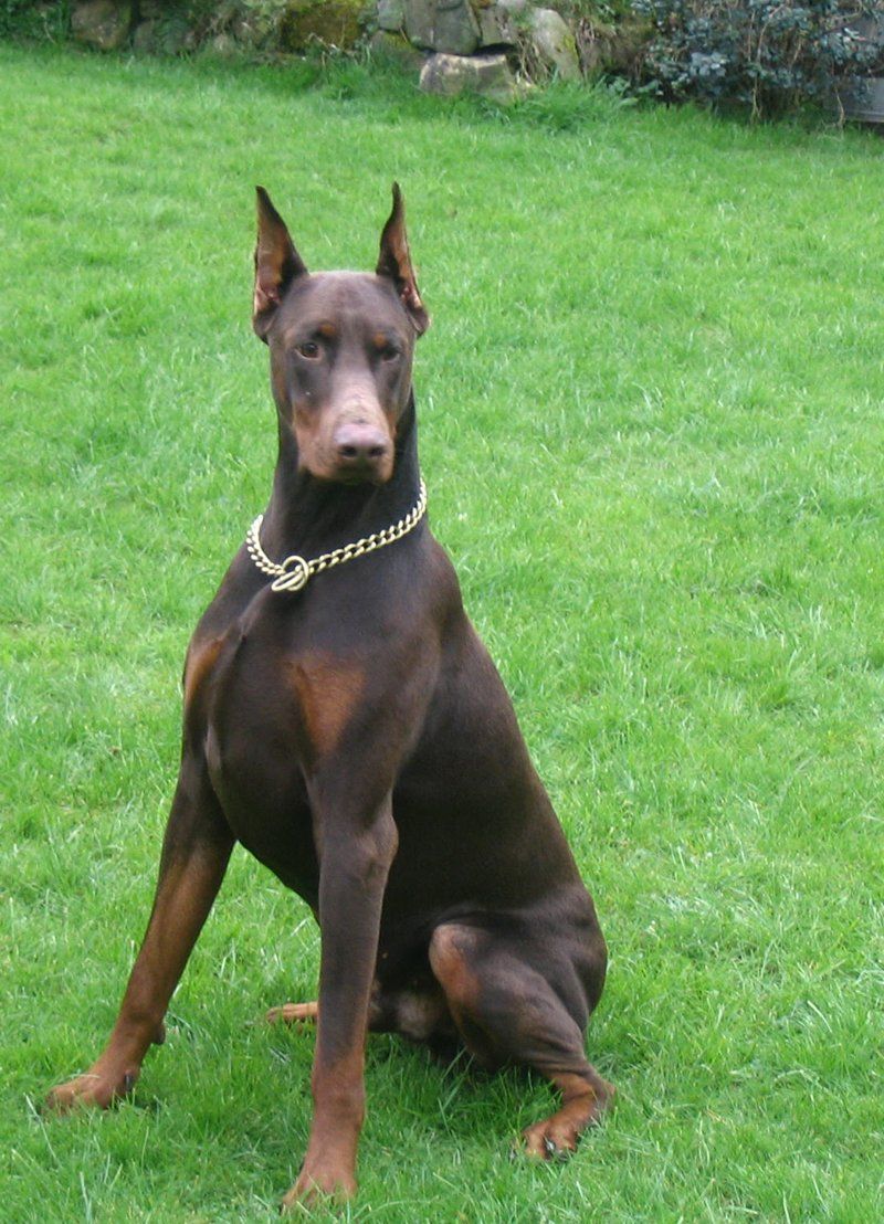 a front profile of a dog on a patch of grass