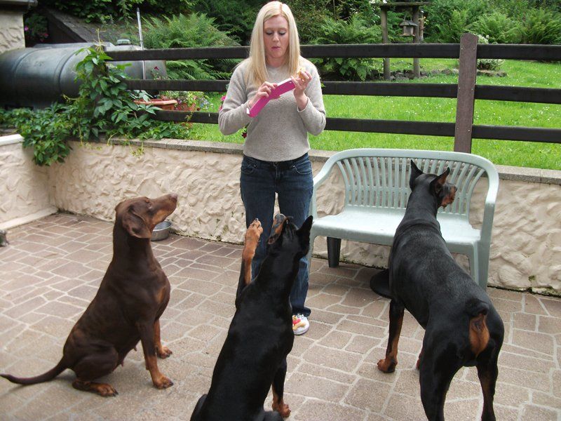 A lady training 3 dogs