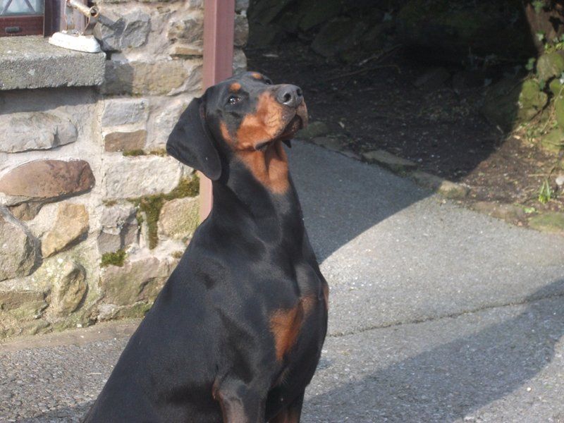An obedient dog sitting looking up
