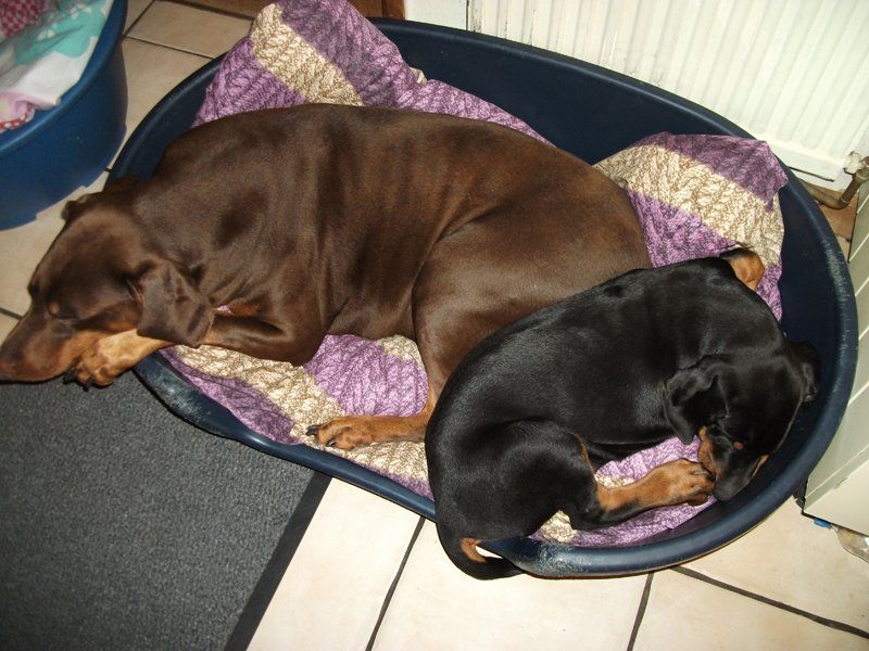 2 sleepy dogs