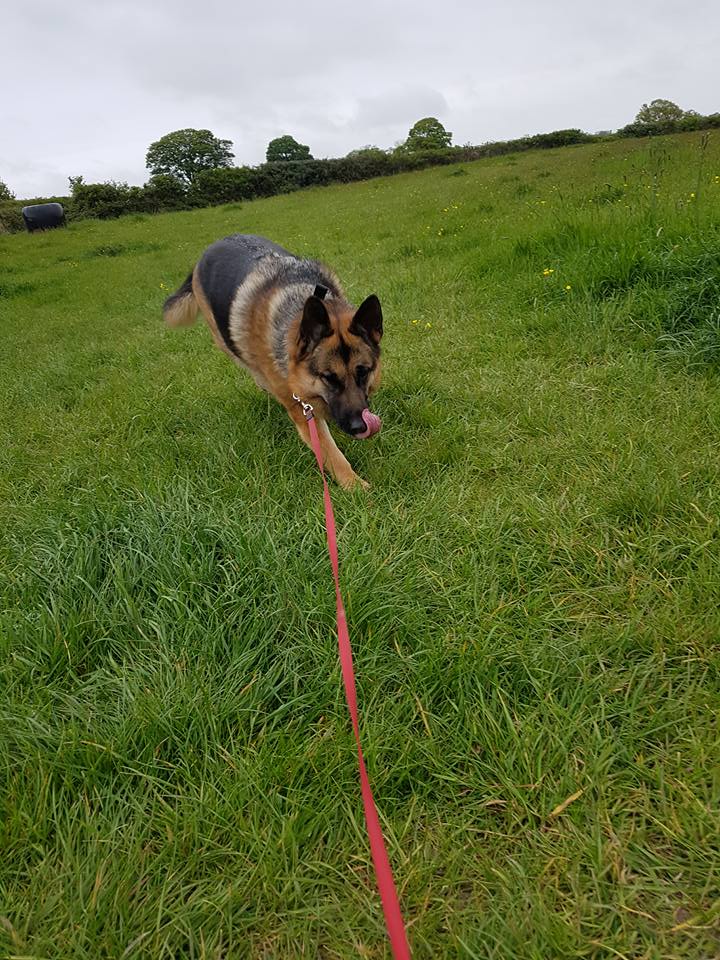 dog walking in the lawn
