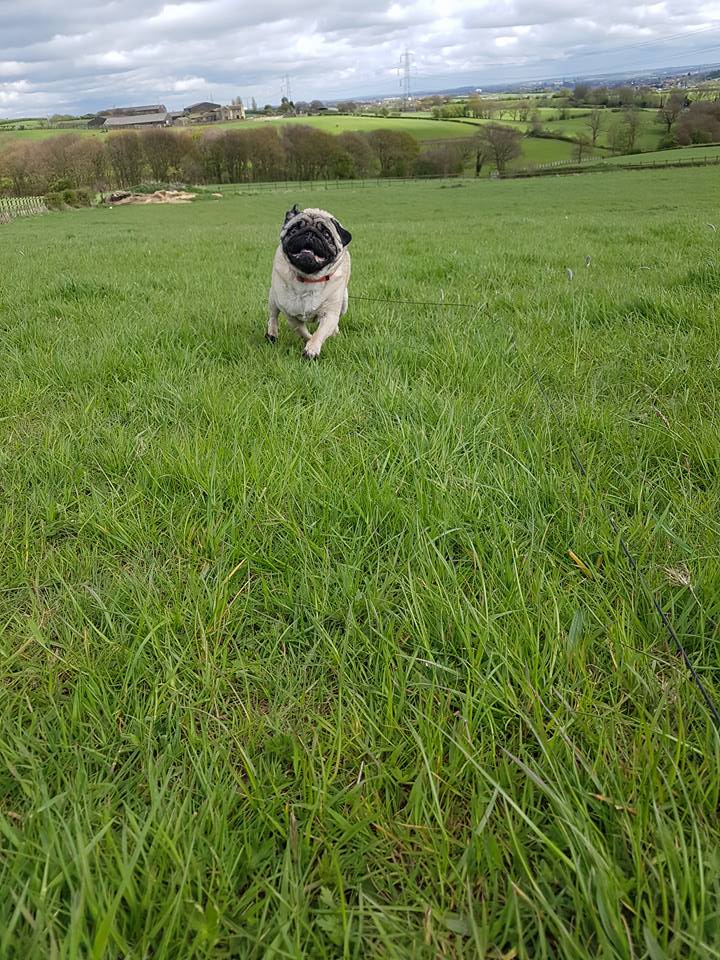 dog running in a lawn