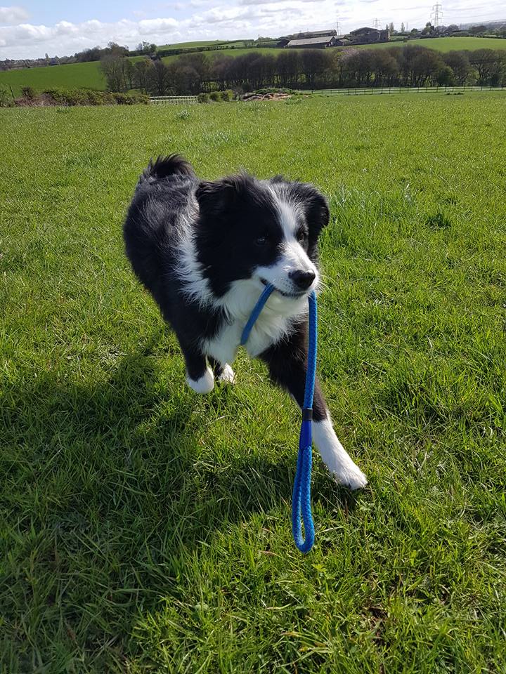 dog with a blue belt tied