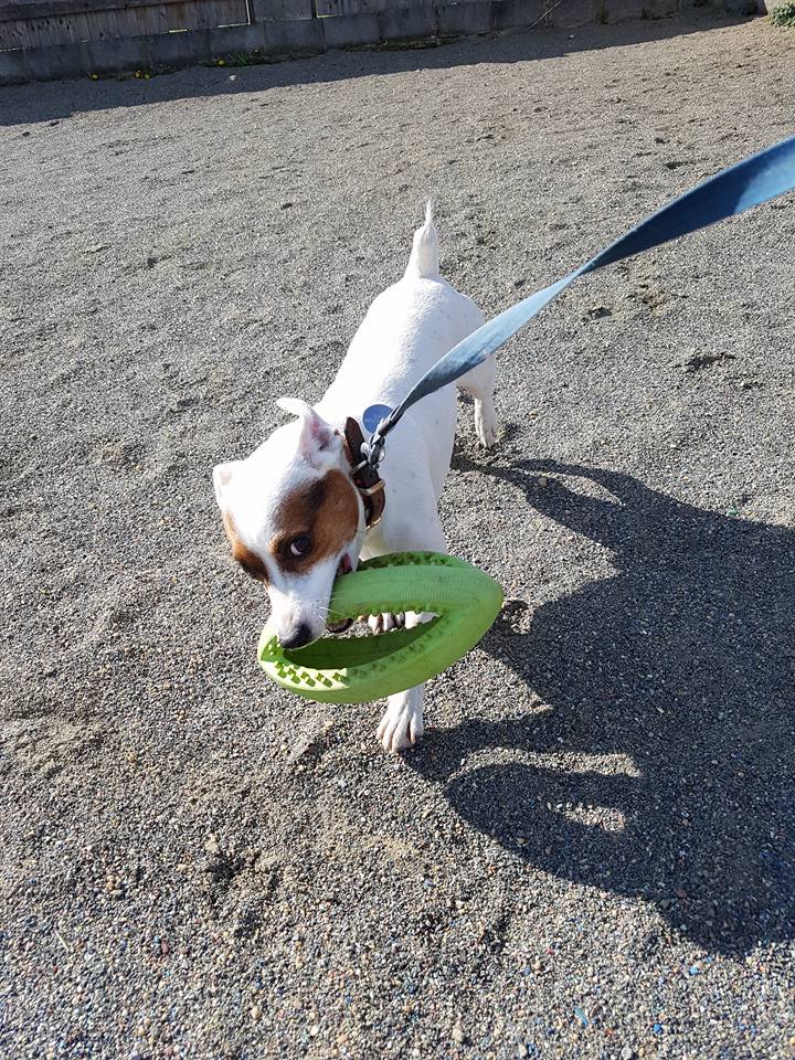 dog biting a ring