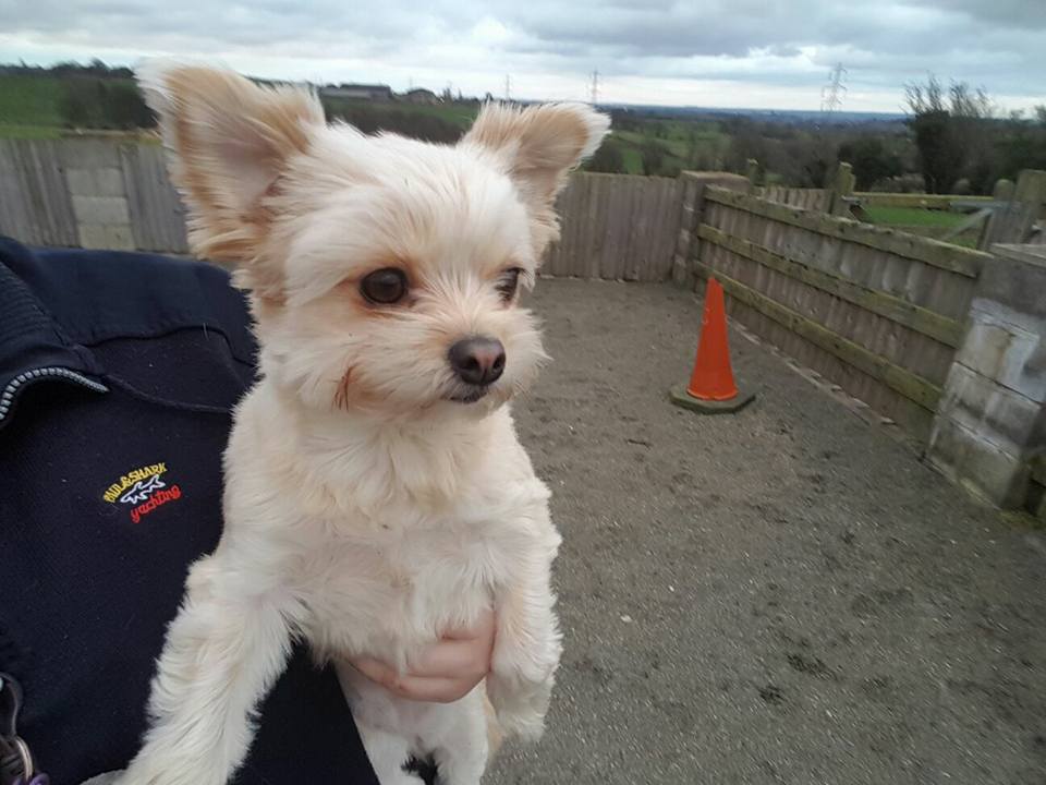 puppy being carried