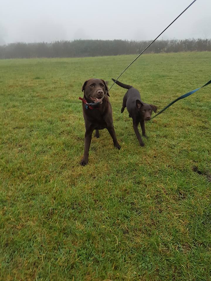 2 black dogs