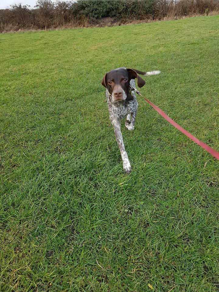 a dog being walked on the lawn