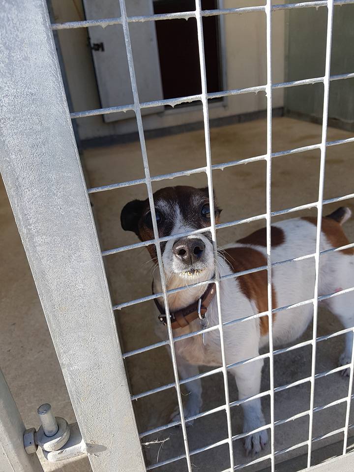 dog in the kennel