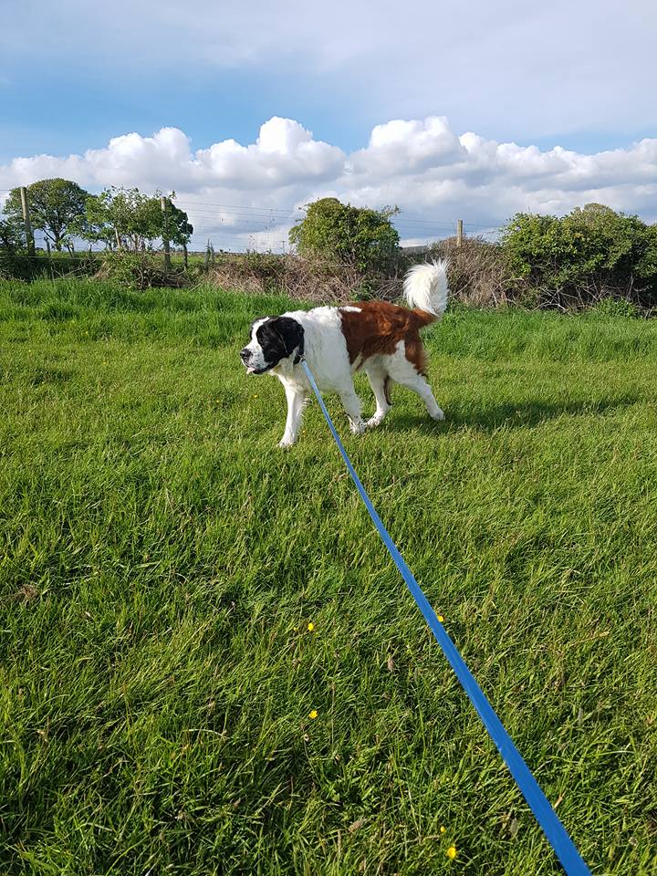 far view of the dog
