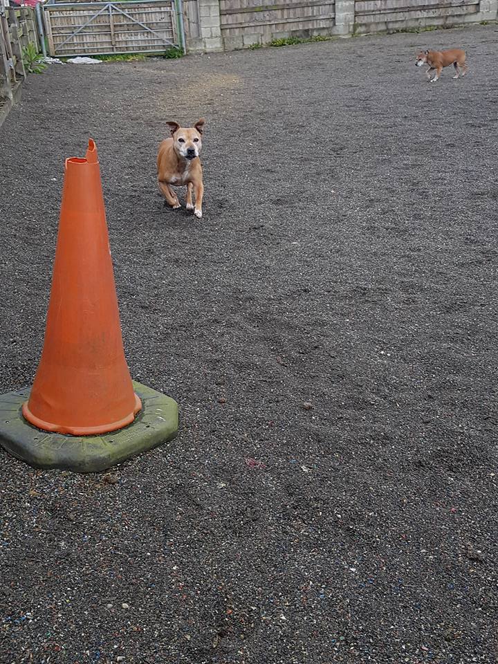 dog running
