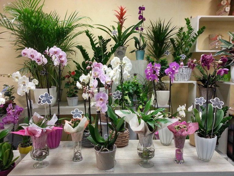 Vasi con orchidee