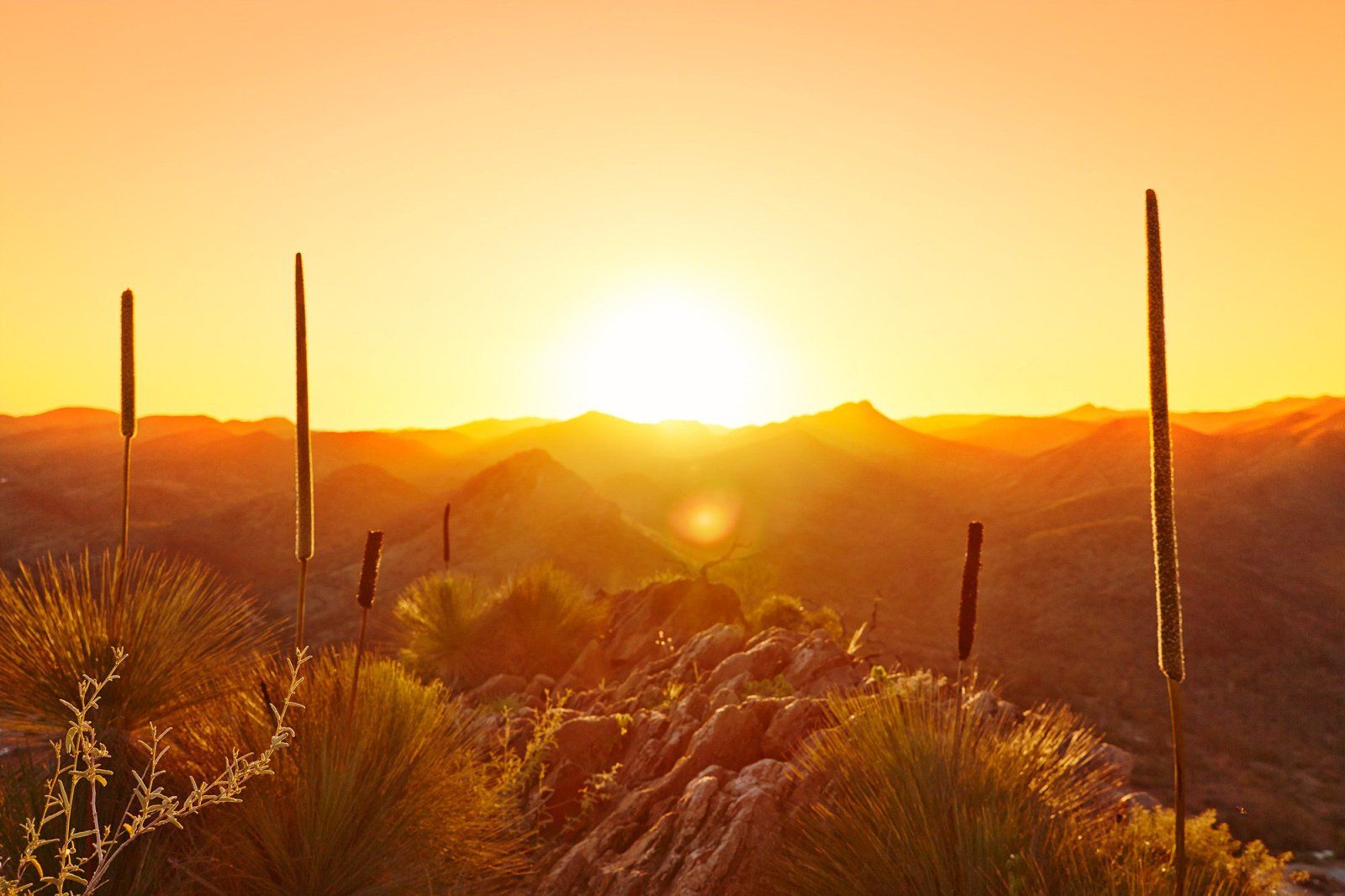 Yakka at sunset over the Flinders Ranges