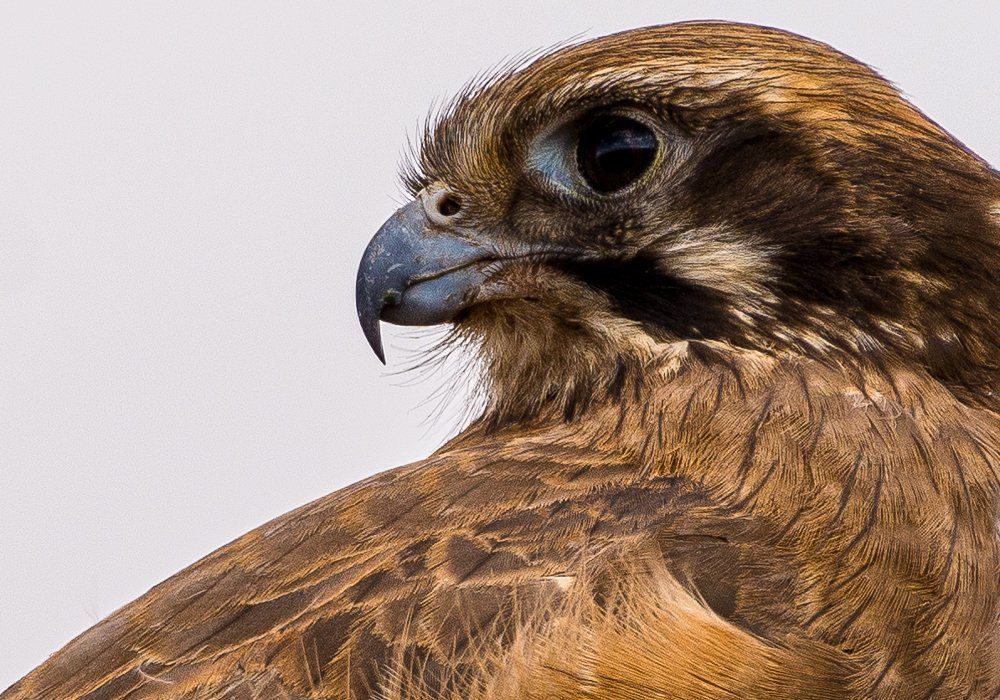 Wedge tailed eagle