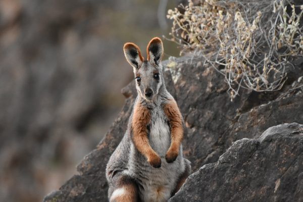 Yellow-footed rock wallaby