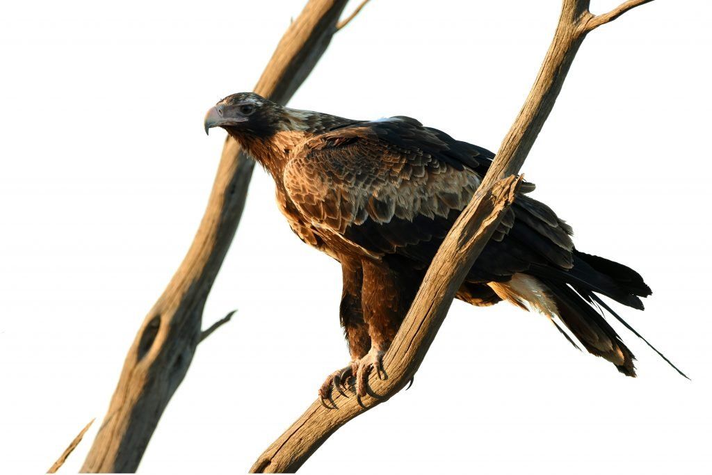 Wedge tailed eagle Flinders Ranges