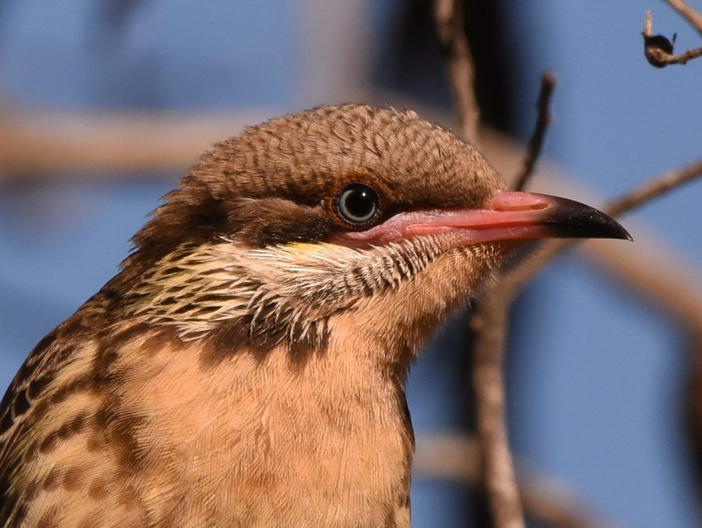 Native bird at Arkaroola