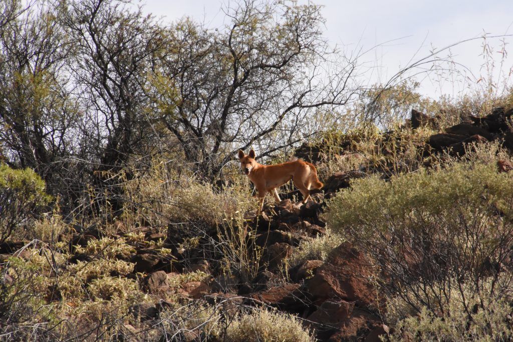 Dingo