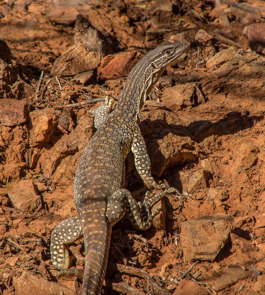 Goanna