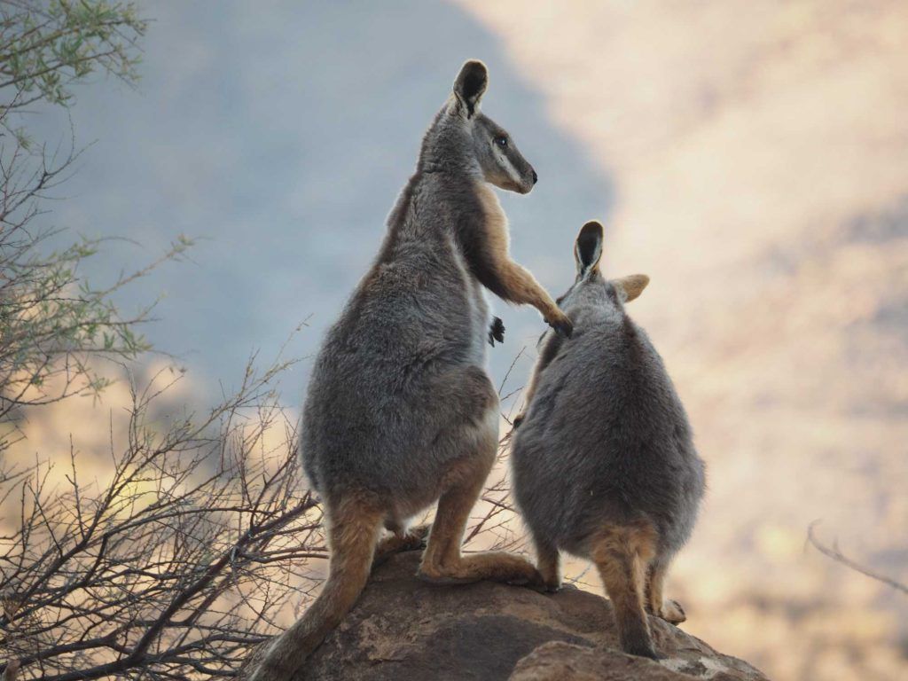 Rock wallaby pair at Arkaroola