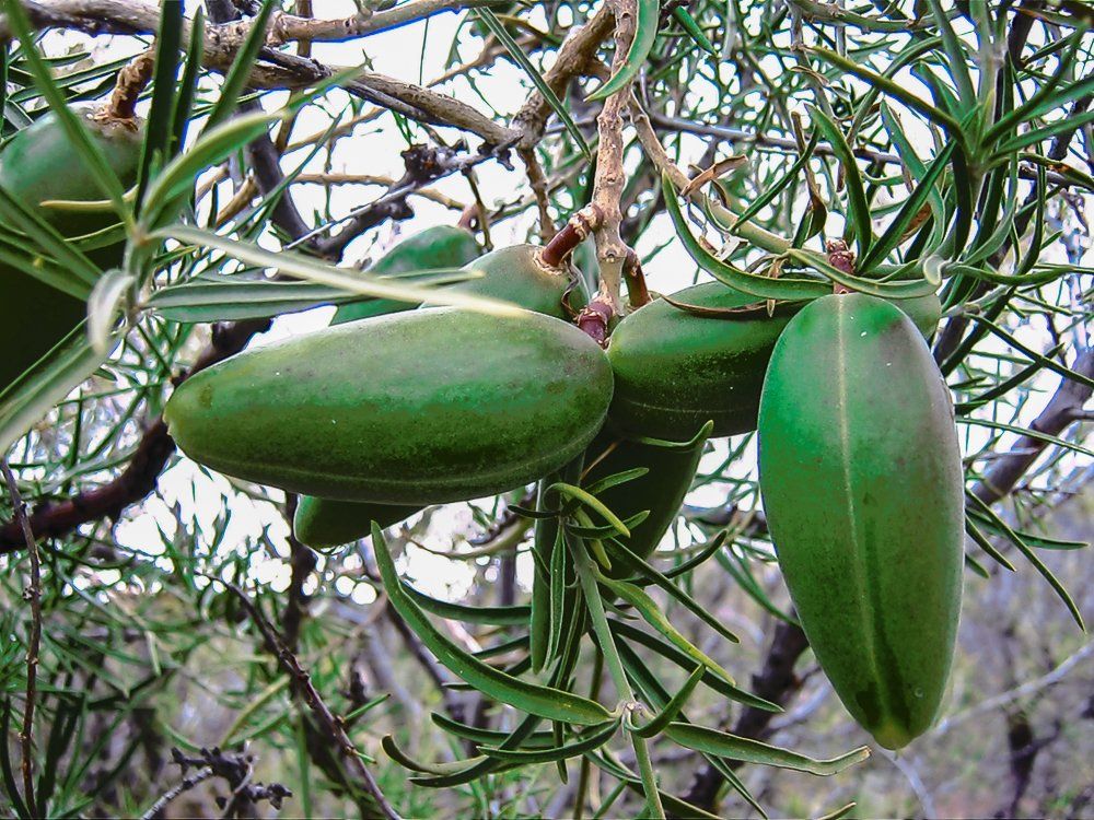 Native tree