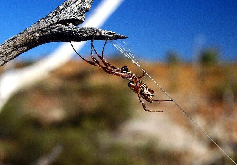 Spider making a web at Arkaroola