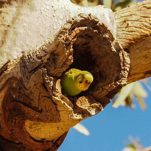 Budgie in hollow at Arkaroola Wildneress Sanctuary