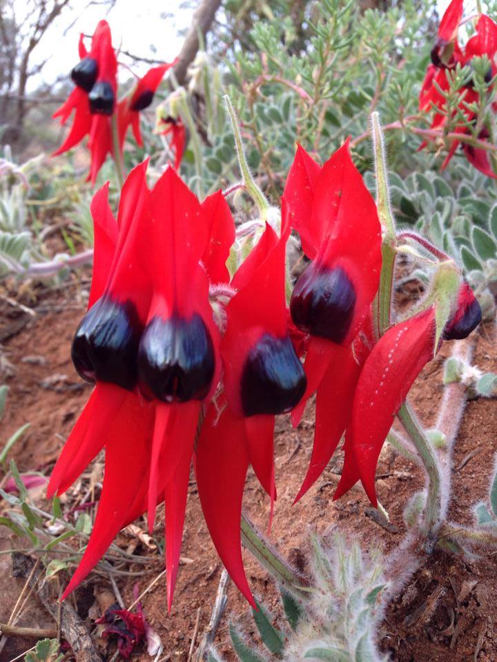 Sturt Desert Pea