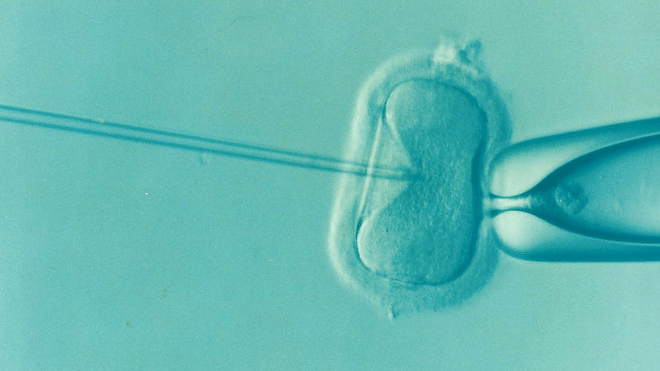 How long can eggs remain frozen?