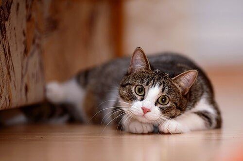 Cats-Veterinary Care in Gatesville, TX
