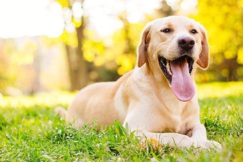 Dogs-Veterinary Care in Gatesville, TX