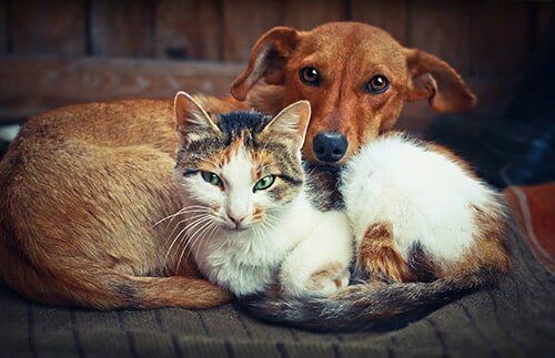Dog and cat - Diagnose and treat your pets in Gatesville, Texas Dog and cat - Diagnose and treat your pets in Gatesville, Texas