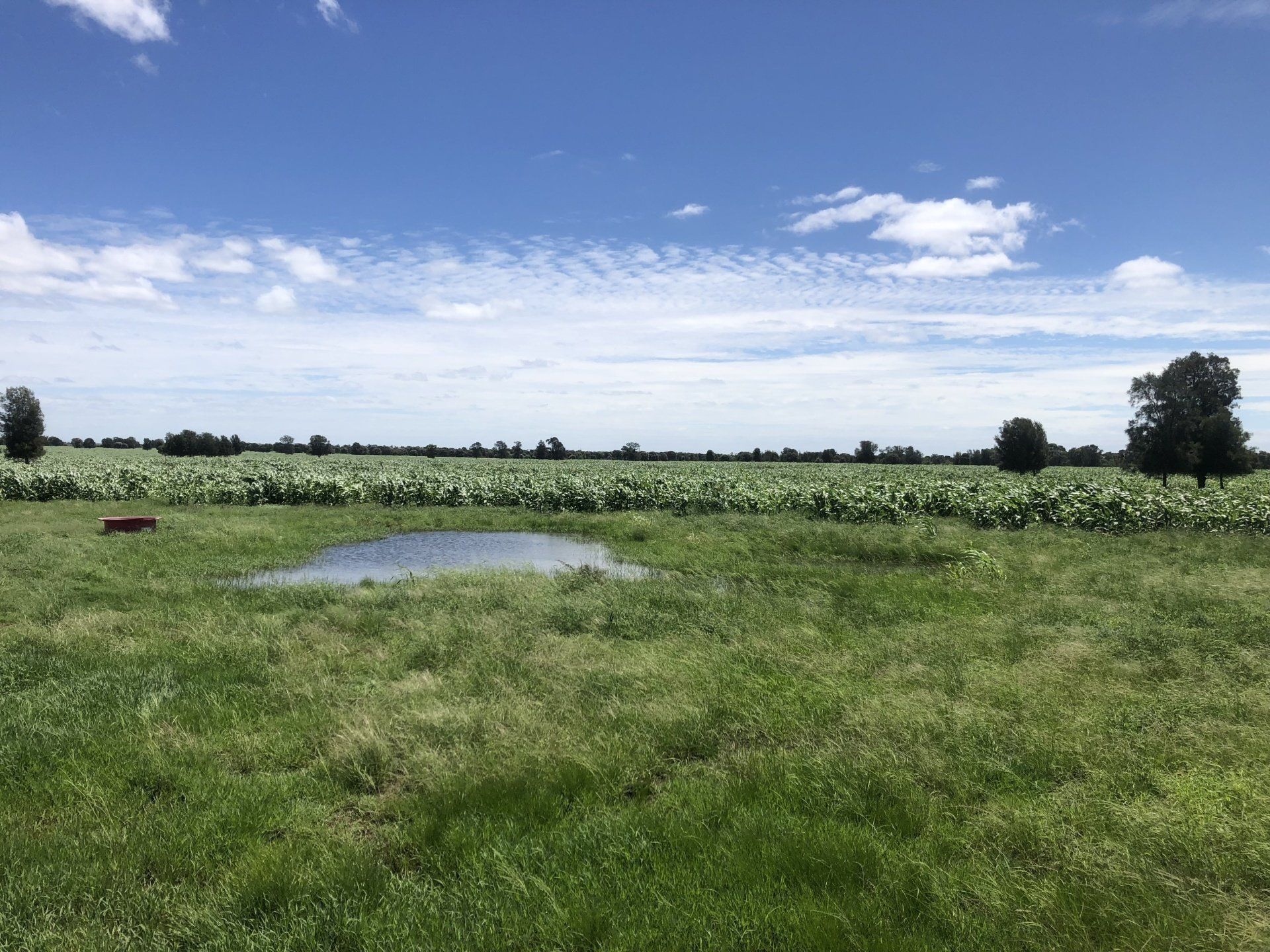 Grassy field