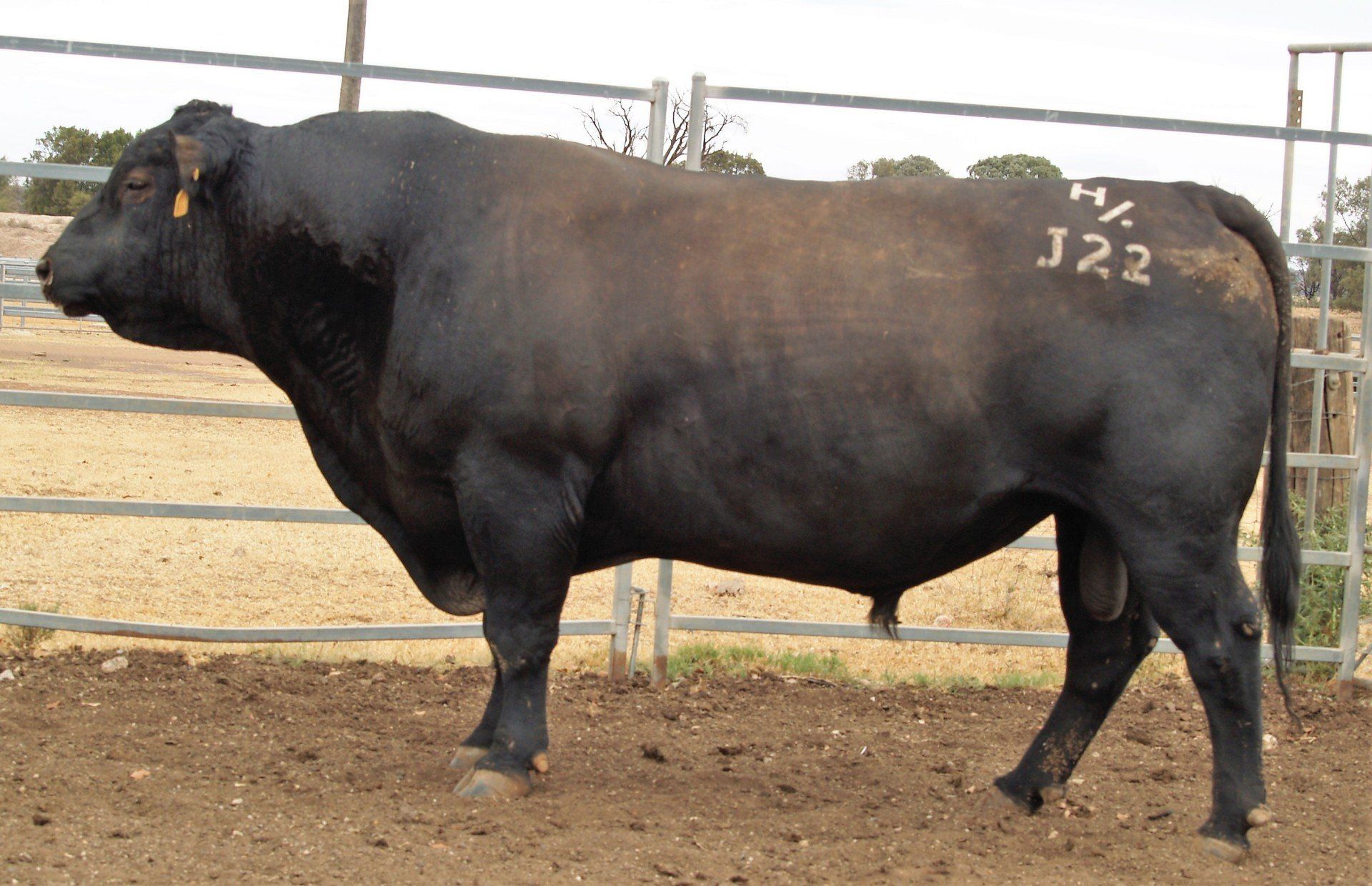 Carabar Judge J22