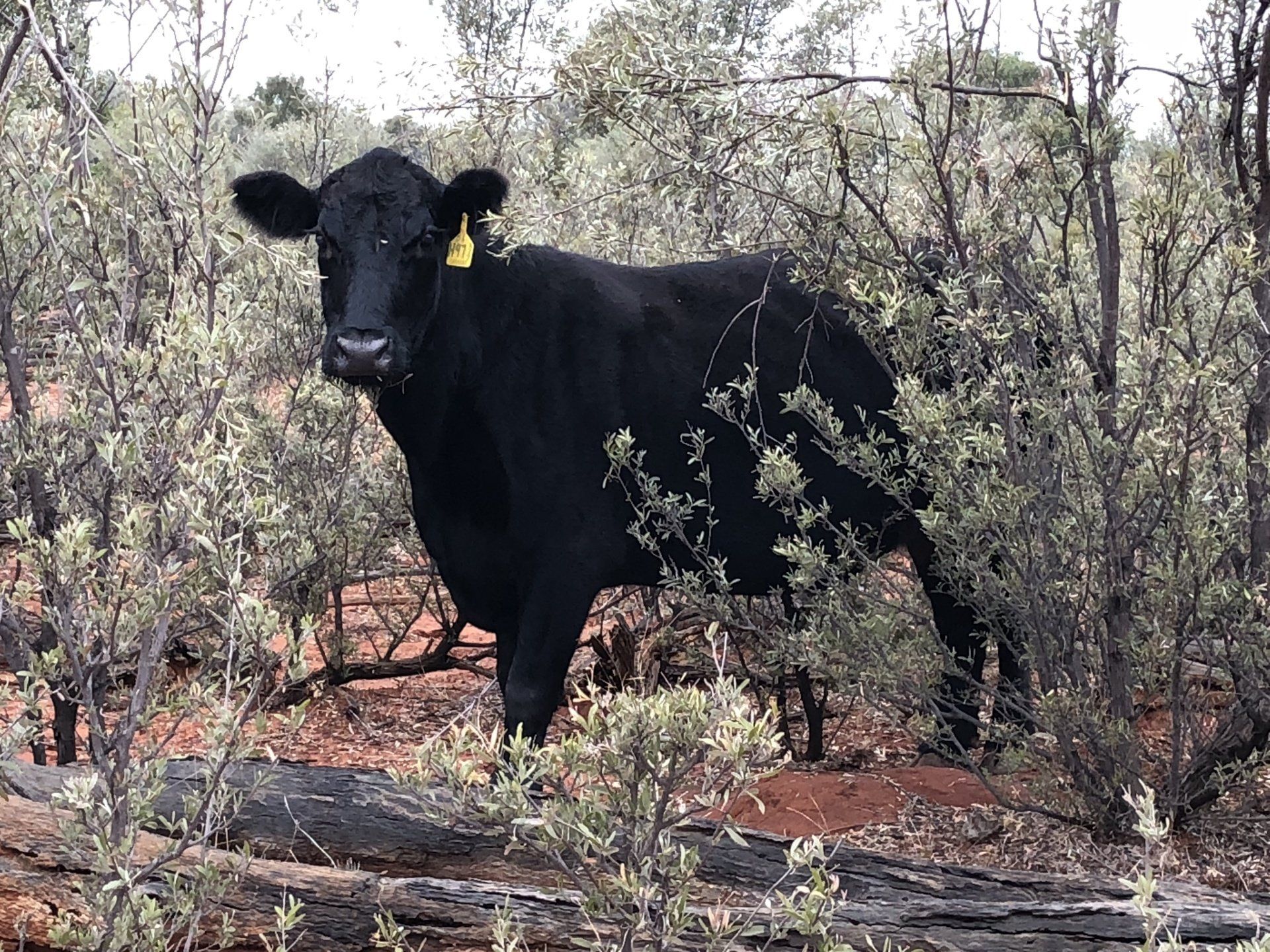 Finest Angus Females